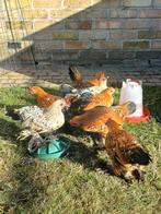 Nederlandse sabelpootkriel, Dieren en Toebehoren, Mannelijk, Kip
