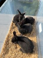 weners te koop, Dieren en Toebehoren, Konijnen, Meerdere dieren, Klein, 0 tot 2 jaar