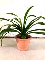 Volwassen Clivia te koop., Huis en Inrichting, Kamerplanten, Ophalen