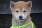 Shiba inu pups, Dieren en Toebehoren, Overige rassen, 8 tot 15 weken, Buitenland, CDV (hondenziekte)