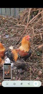 4 BRAHMA HANEN TE KOOP, Dieren en Toebehoren