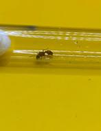 Manica Rubida koningin met broed, Dieren en Toebehoren, Insecten en Spinnen, Mieren