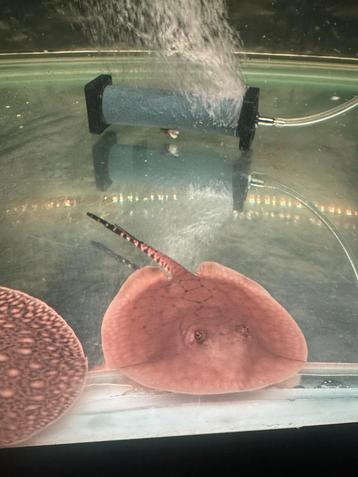Potamotrygon femele hystrix beschikbaar voor biedingen