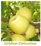 LAAGSTAM APPELBOMEN oa "GOLDEN DELICIOUS", 17€/st. IN POT, Tuin en Terras, Planten | Tuinplanten, Volle zon, Vaste plant, Ophalen of Verzenden