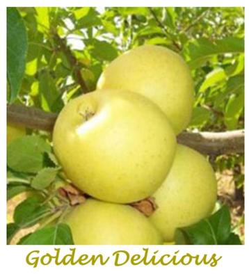 LAAGSTAM APPELBOMEN oa "GOLDEN DELICIOUS", 17€/st. IN POT beschikbaar voor biedingen