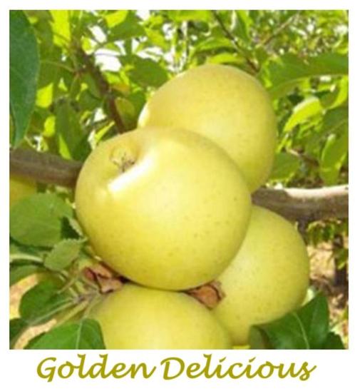 POMMIERS À TIGE BASSE, e.a. « GOLDEN DELICIOUS », 17€/pc, Jardin & Terrasse, Plantes | Jardin, Plante fixe, Plantes fruitières