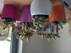 Cactus, Huis en Inrichting, Kamerplanten, Ophalen, 100 tot 150 cm, Bloeiende kamerplant, Volle zon