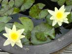 Waterlelie geel ...Marliacea, Tuin en Terras, Planten | Tuinplanten, Ophalen, Volle zon, Vaste plant, Zomer