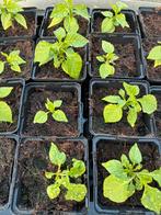Carolina reaper, Ophalen
