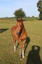 Hengstveulen Asca Z X Sijbrand, Dieren en Toebehoren, Paarden, Springpaard, Gechipt, Niet van toepassing, 0 tot 2 jaar