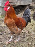 Groenlegger haan, Dieren en Toebehoren