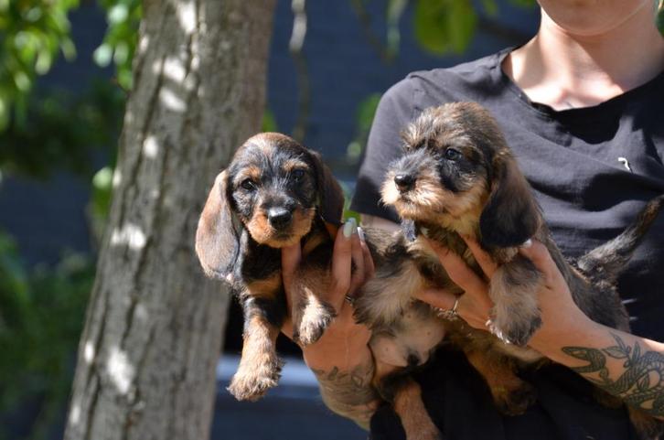 Ruwharige Teckel pupjes, Dieren en Toebehoren, Honden | Teckels en Dashonden, Meerdere dieren, Ruwhaar, Fokker | Professioneel