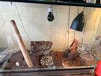 Konings python met compleet terrarium, Dieren en Toebehoren, Ophalen, Zo goed als nieuw, Terrarium of Paludarium