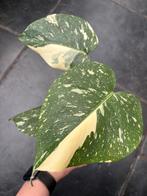 Monstera Thai Constellation, Huis en Inrichting, Kamerplanten, Ophalen of Verzenden