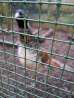 Jonge Amherst fazanten 2025, Dieren en Toebehoren