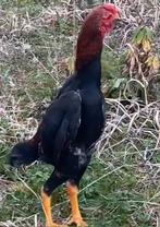 Ko shamo, Dieren en Toebehoren, Pluimvee