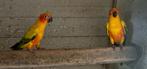 Couple conures soleil, Animaux & Accessoires, Oiseaux | Perruches & Perroquets, Perruche, Bagué, Plusieurs animaux