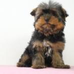 Yorkshire Terrier pups te koop, Dieren en Toebehoren, Yorkshire Terriër, 15 weken tot 1 jaar, Handelaar, Buitenland