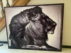 Yellowkorner - Laurent Baheux - Crinière de Lion (100x125cm), Ophalen, Oorspronkelijke maker, 125 cm of meer, Zo goed als nieuw