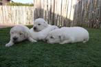 Prachtige Golden retriever pups (ouders aanwezig!), Dieren en Toebehoren, Golden retriever, België, CDV (hondenziekte), 8 tot 15 weken