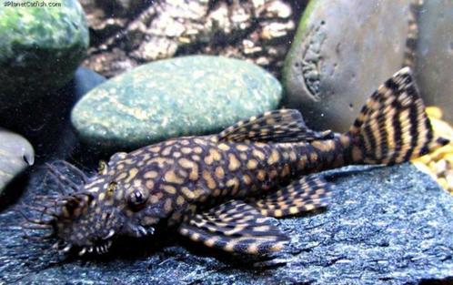 Ancistrus Rio Paraguay variant 'mops' - relatief zeldzaam, Dieren en Toebehoren, Vissen | Aquariumvissen, Zoetwatervis, Vis