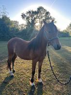 Welsh pony 2j oud, Merrie, C pony (1.27m tot 1.37m), Springpony, Gechipt