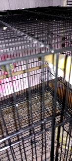 KANARIES TE KOOP 10 EURO, Dieren en Toebehoren