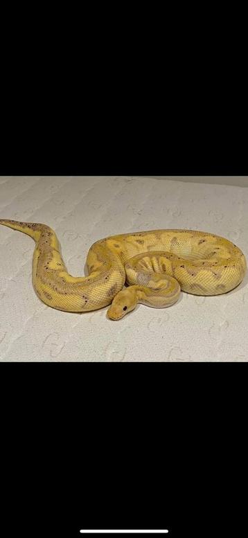 1.0 banana cinnamon clown on hold beschikbaar voor biedingen