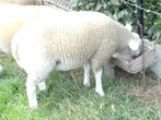 4 ramlammeren Franse texel-swifter, Dieren en Toebehoren, Schapen, Geiten en Varkens, Mannelijk, Schaap, 0 tot 2 jaar