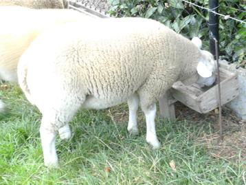 4 ramlammeren Franse texel-swifter, Mâle, Mouton, 0 à 2 ans