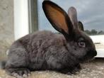 Vlaamse reus, Dieren en Toebehoren, Mannelijk, Groot, 0 tot 2 jaar