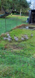 Manenganzen koppel siereenden, Dieren en Toebehoren, Pluimvee, Meerdere dieren, Eend