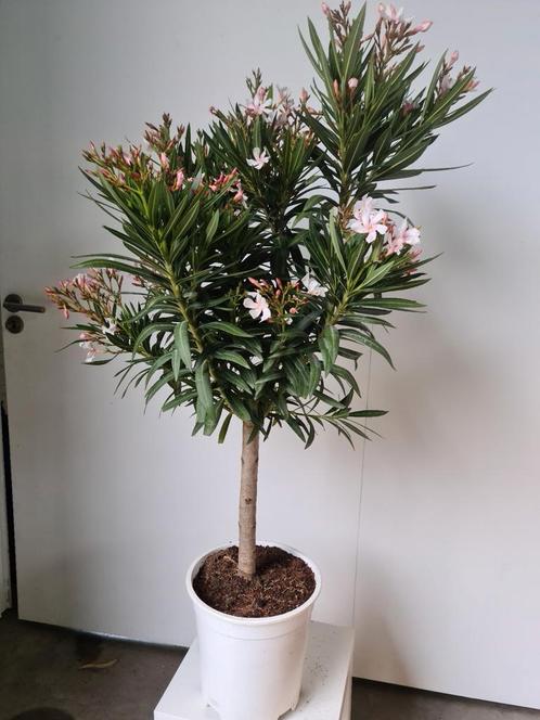 Nerium Oleander op stam, Jardin & Terrasse, Plantes | Jardin, Enlèvement