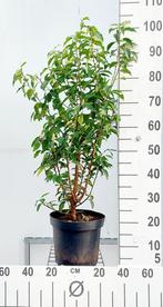 Portugese laurier / Prunus lus. ‘Angustifolia’ 60/80 C7,5, Enlèvement, Laurier