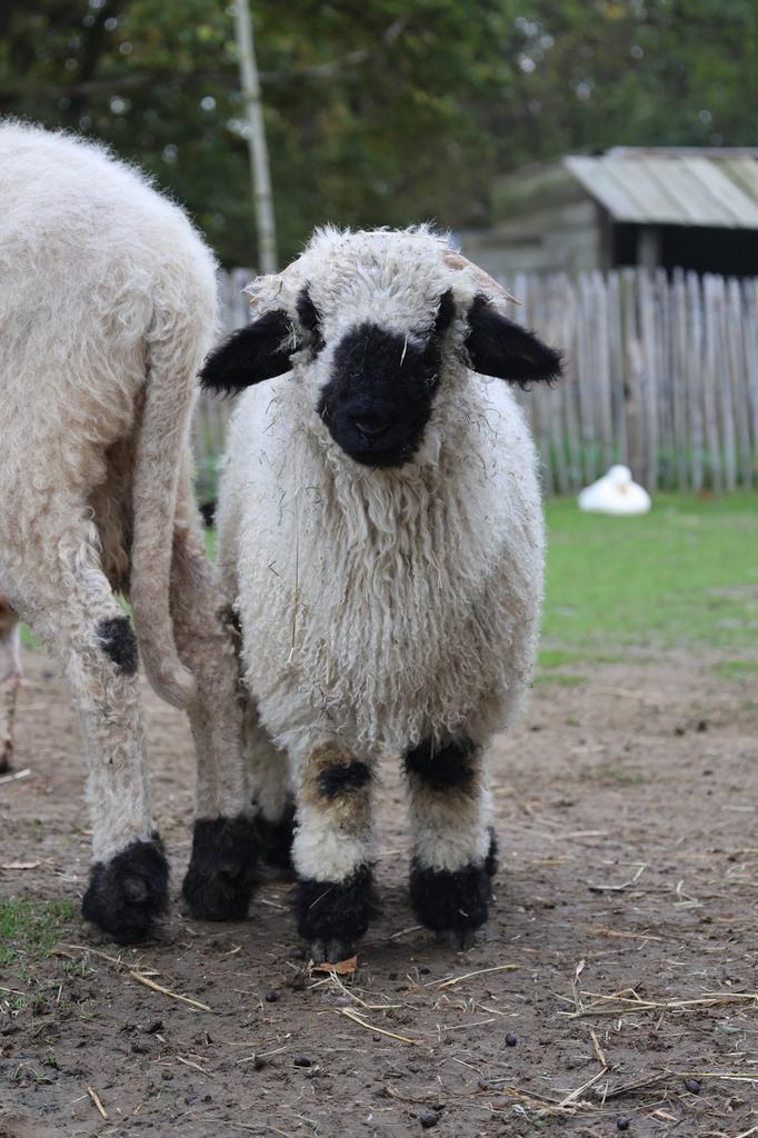 Walliser zwartneusschapen te koop, Dieren en Toebehoren, Schapen, Geiten en Varkens, Schaap, Meerdere dieren, 0 tot 2 jaar