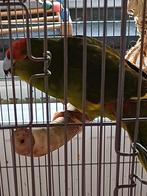 Koppel kakariki's, Domestique