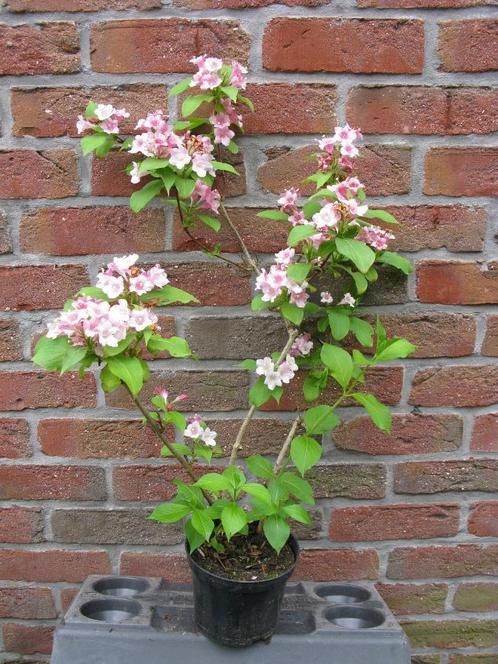 Vend ou échange weigelia rose, Jardin & Terrasse, Plantes | Arbustes & Haies, Arbuste, Autres espèces, 100 à 250 cm, Enlèvement