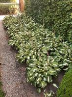Hosta tuinplanten, Ophalen