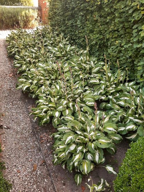 Hosta tuinplanten, Tuin en Terras, Planten | Tuinplanten, Ophalen