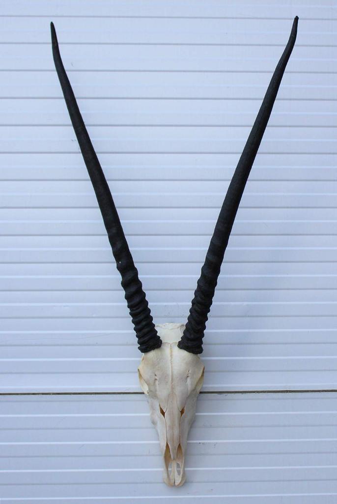 Grote schedel SPIESBOK / ORYX - met kiezen - ref. A, Verzamelen, Dierenverzamelingen, Gebruikt, Schedel, Wild dier, Ophalen