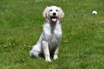 Golden Retriever pups te koop - Ouders aanwezig beschikbaar voor biedingen