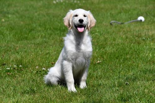 Golden Retriever pups te koop - Ouders aanwezig, Dieren en Toebehoren, Honden | Retrievers, Spaniëls en Waterhonden, Meerdere dieren