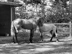 Verzorger gezocht op regelmatige basis voor paard en pony, Soins ou Poneys à soigner