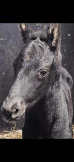 Geweldige lieve merrie drachtig van tophengst, Dieren en Toebehoren, Paarden, Merrie, Met stamboom, Niet van toepassing, Dressuurpaard