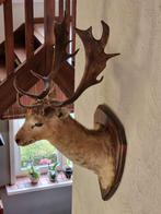 Opgezette hertenkop - taxidermie, Verzamelen, Ophalen