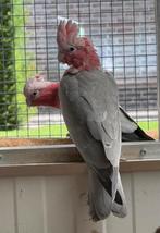 Rosé kaketoe, Dieren en Toebehoren, Mannelijk, Papegaai, Geringd
