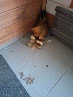Hen met 7 kuikens, Vrouwelijk, Kip