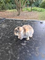 Schattig nederlands hangoor, Dieren en Toebehoren, Mannelijk, Dwerg