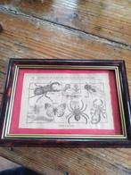 Cabinet de curiosité, jolie les types d'insectes, Antiquités & Art, Envoi