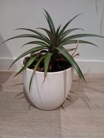 Planten, Huis en Inrichting, Kamerplanten, Ophalen